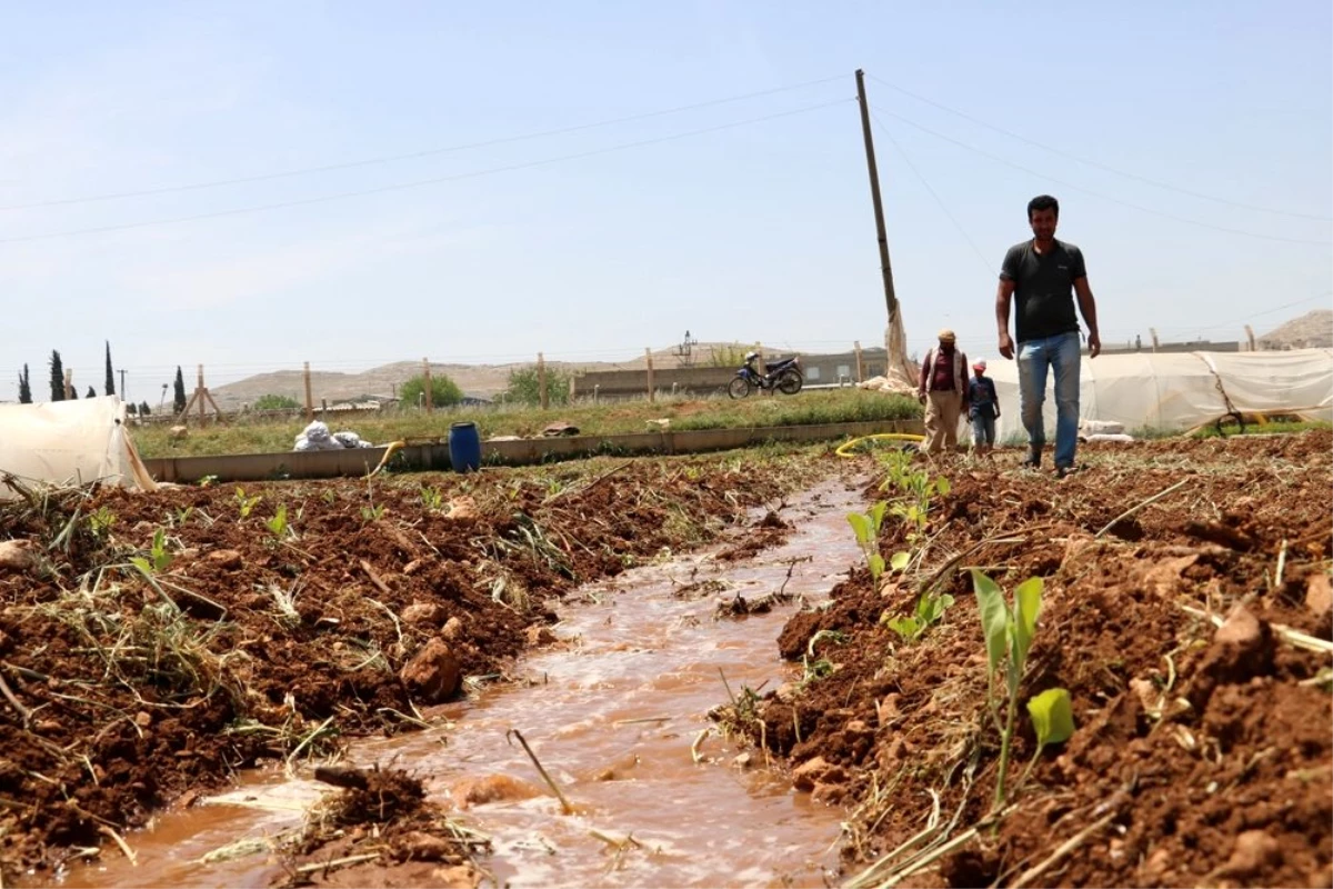 Harran Ovası\'nda isot fideleri toprakla buluşuyor