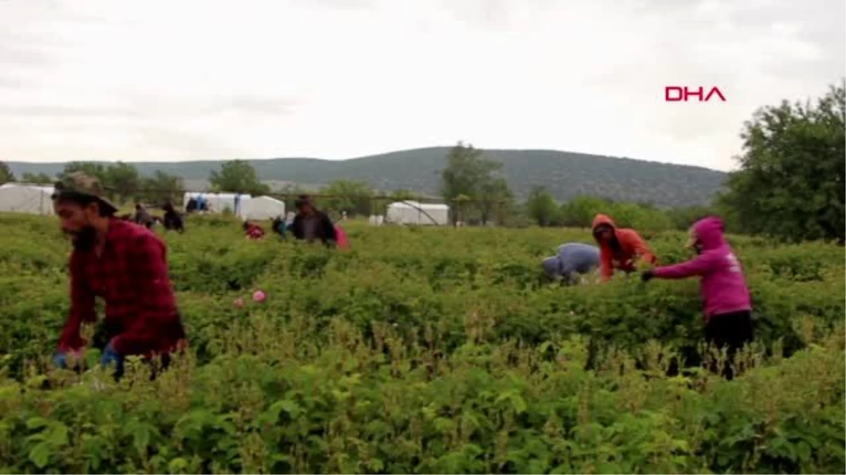 ISPARTA Isparta\'da gül sezonu başladı