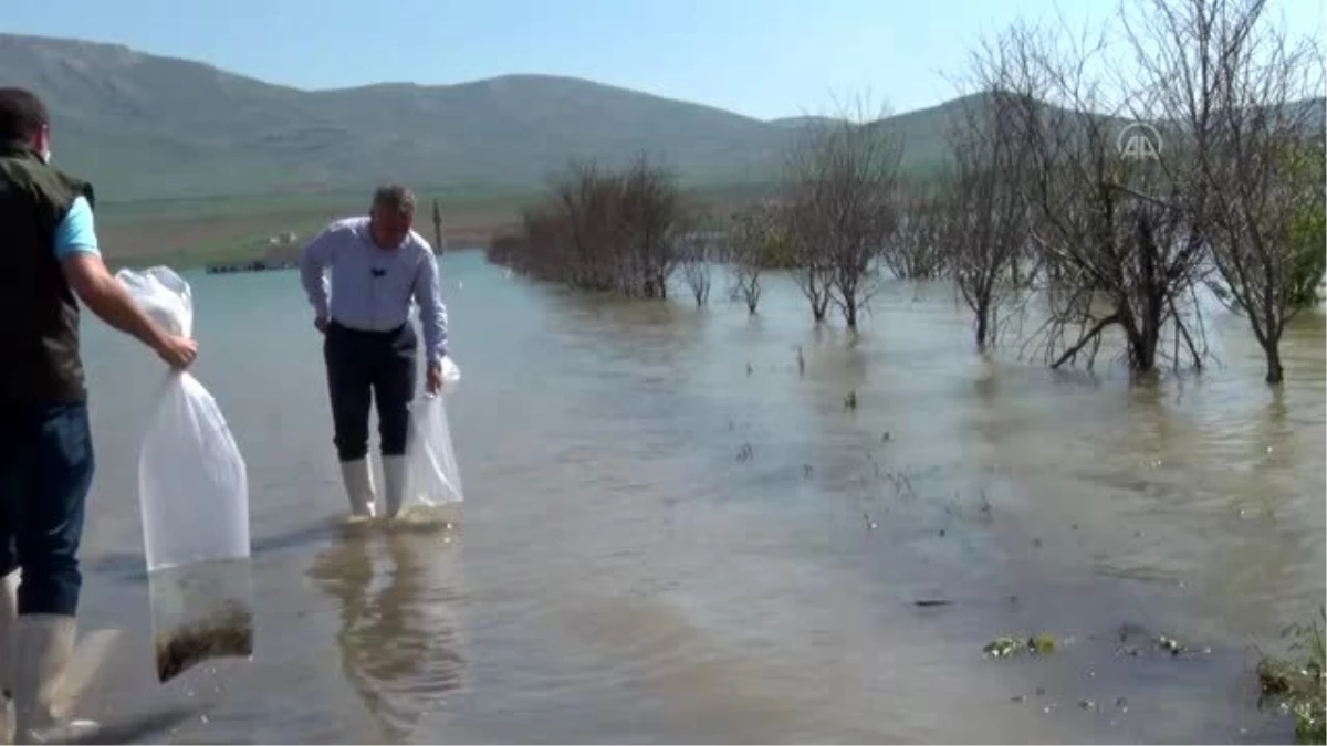 Kayseri\'de baraj göllerine 44 bin sazan yavrusu bırakıldı
