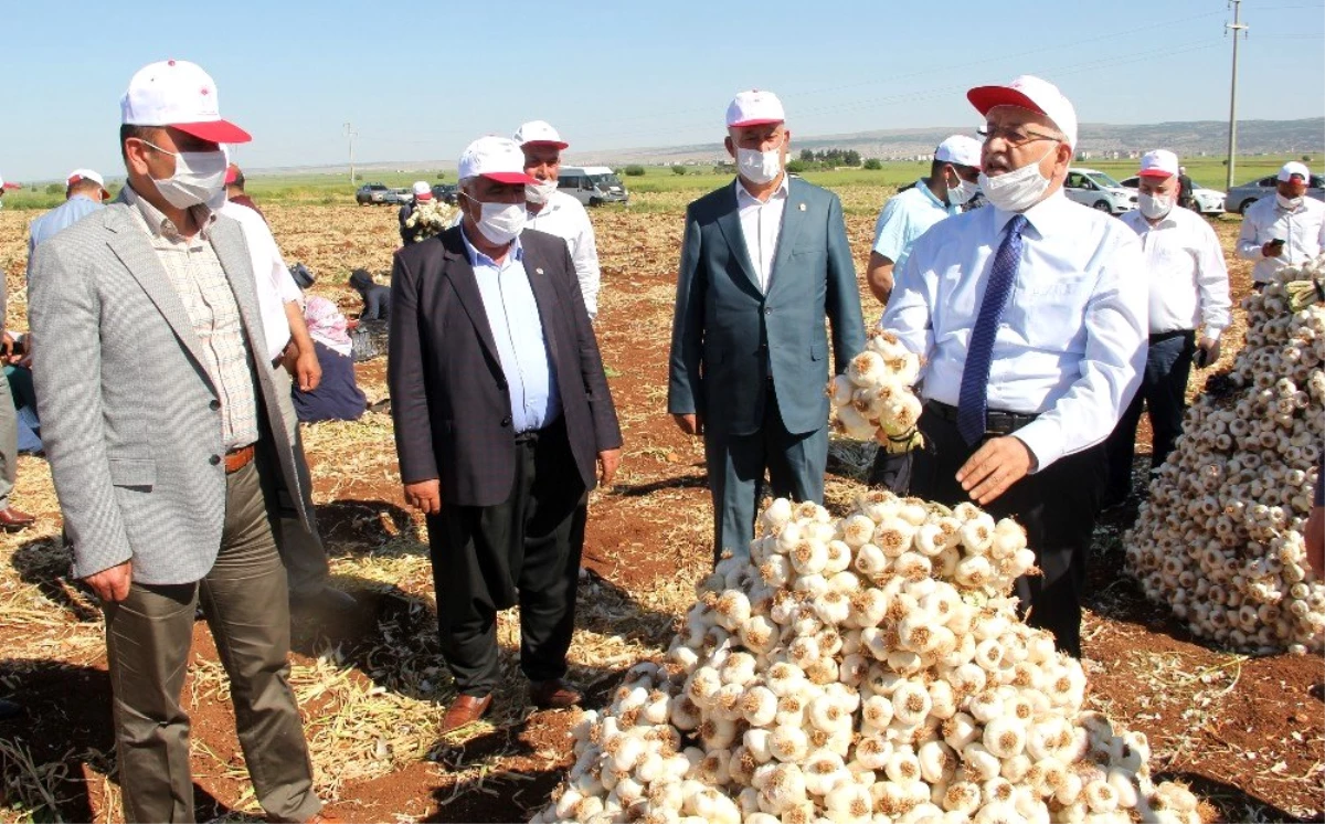 Kuru sarımsak hasadı başladı