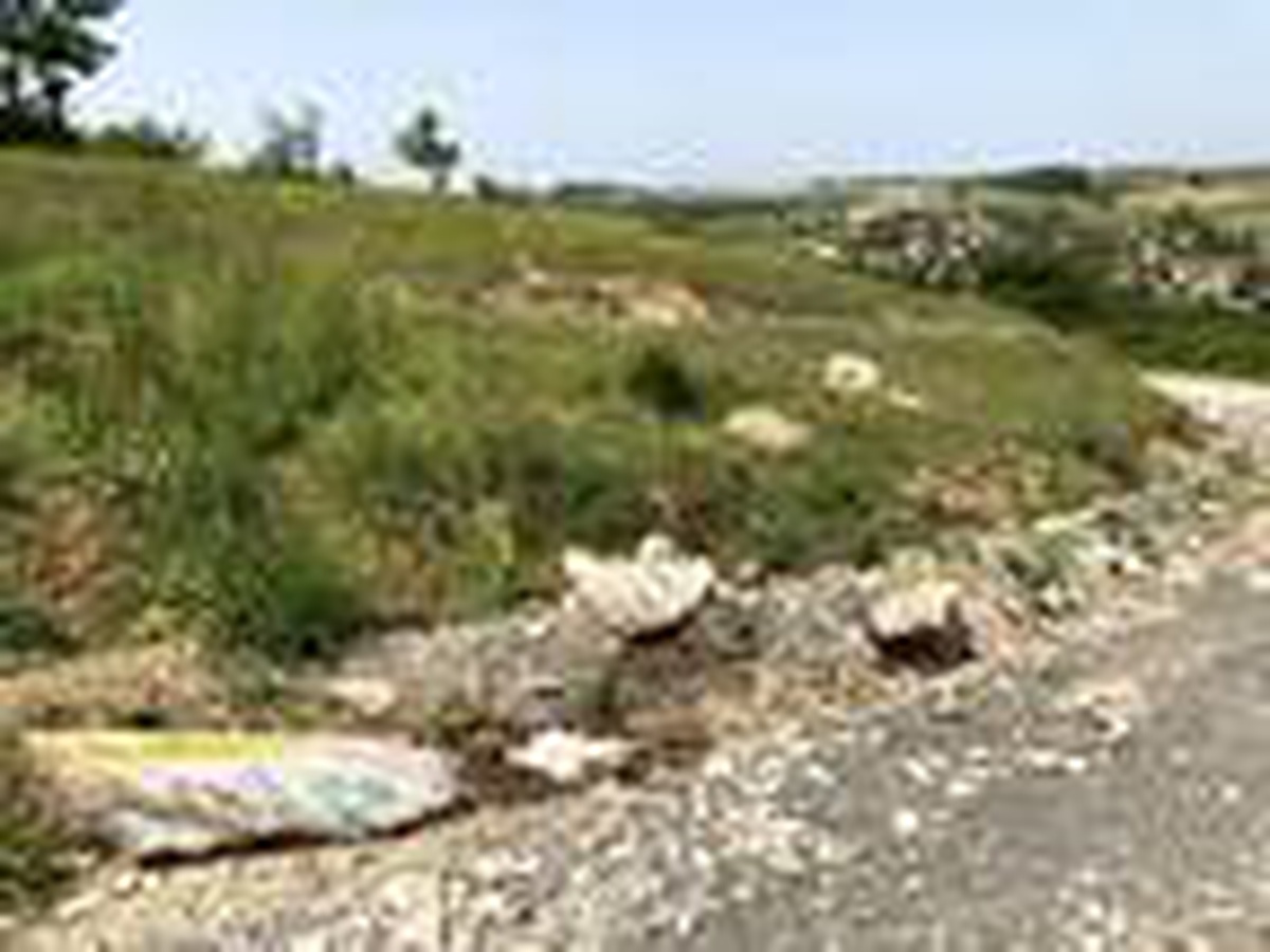Sakarya\'da, tavuk ölüleri yol kenarına atıldı