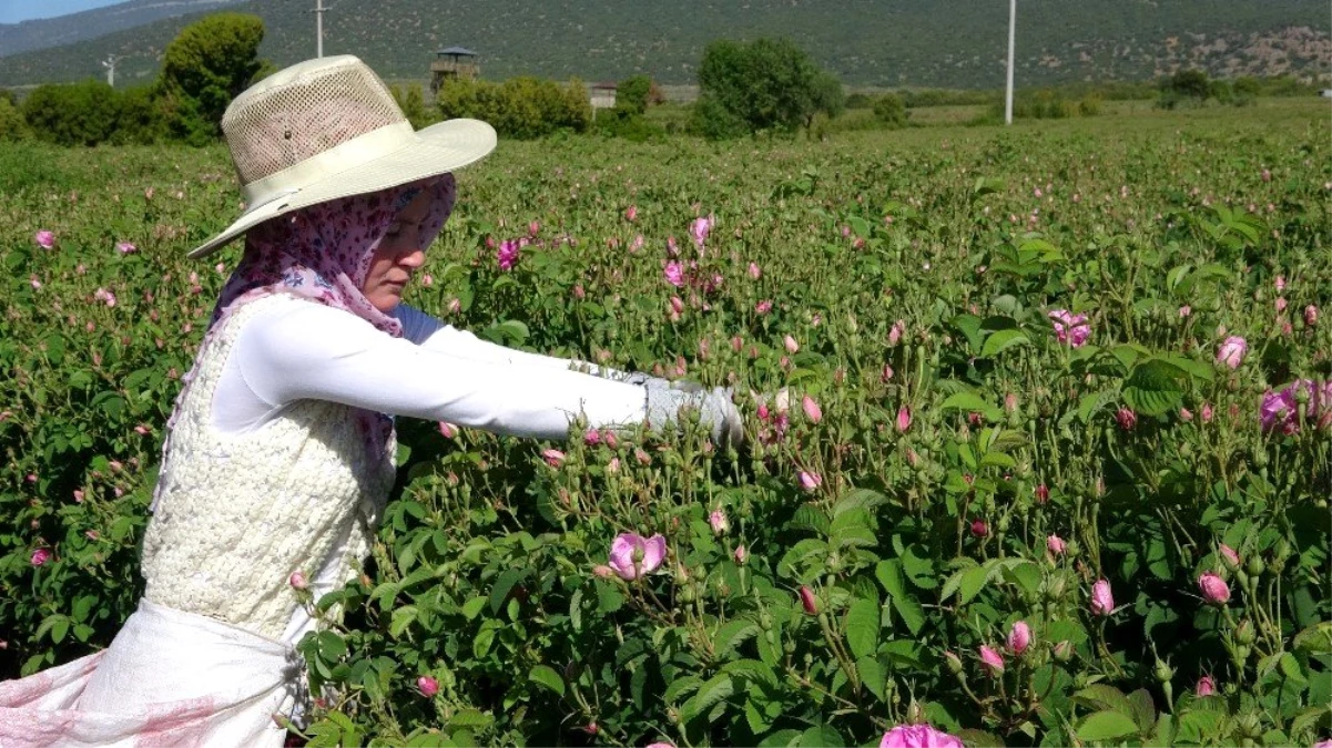 Türkiye\'nin gül bahçesinde turizmsiz hasat başladı