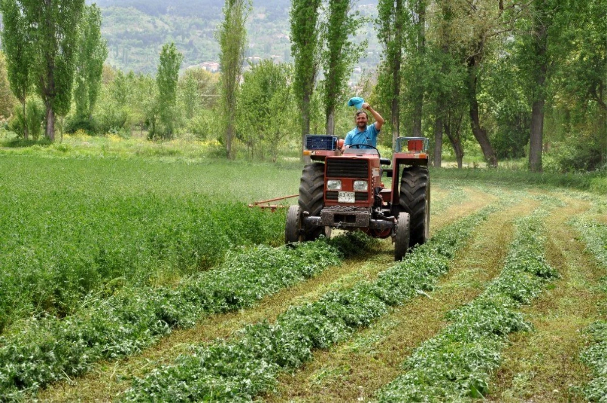 Yonca üreticileri hasattan umutlu