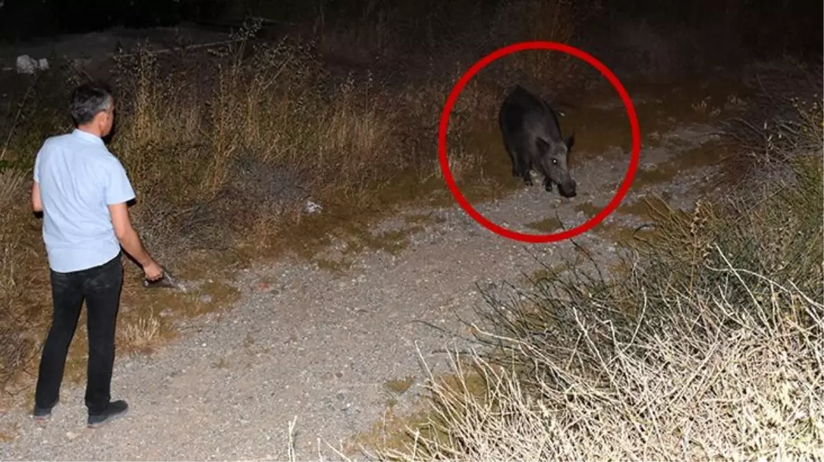 Bodrum\'lu hayvansever, şehre inen yaban domuzunu elleriyle besledi