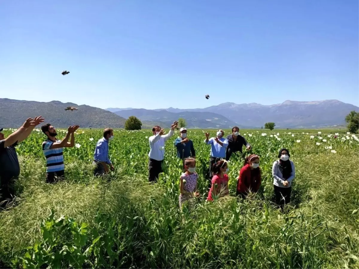 Burdur Karaaliler Ovasına 5 bin bıldırcın bırakıldı