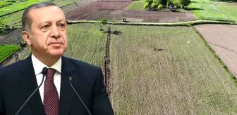 Cumhurbaşkanı Erdoğan'ın gündeme getirdiği kenevirin ekim alanı Vezirköprü'de iki katına çıktı