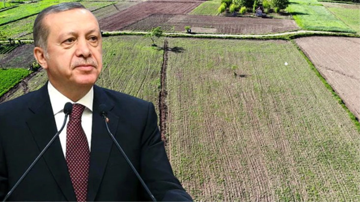 Cumhurbaşkanı Erdoğan\'ın gündeme getirdiği kenevirin ekim alanı Vezirköprü\'de iki katına çıktı