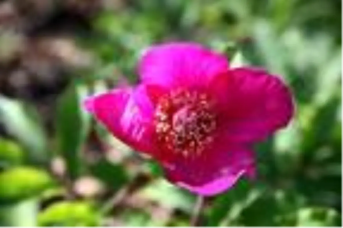 \'Şakayık\' çiçeğini koparmanın cezası 60 bin TL