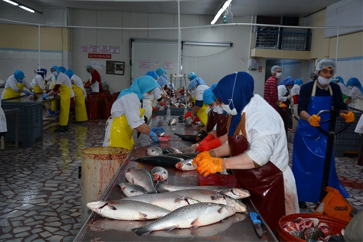 Türk somonu Rusya ve Japonya sofrasını süslüyor