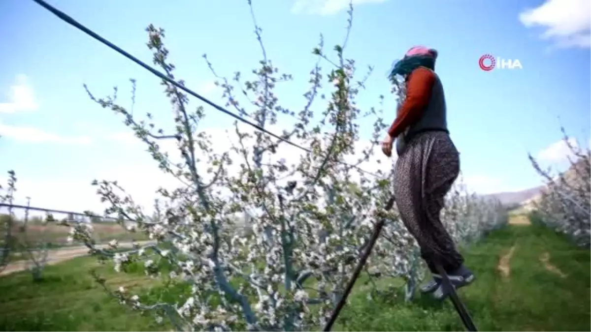 Denizli\'de elma kurduna karşı feromon yayıcı tel uygulanmaya başlandı