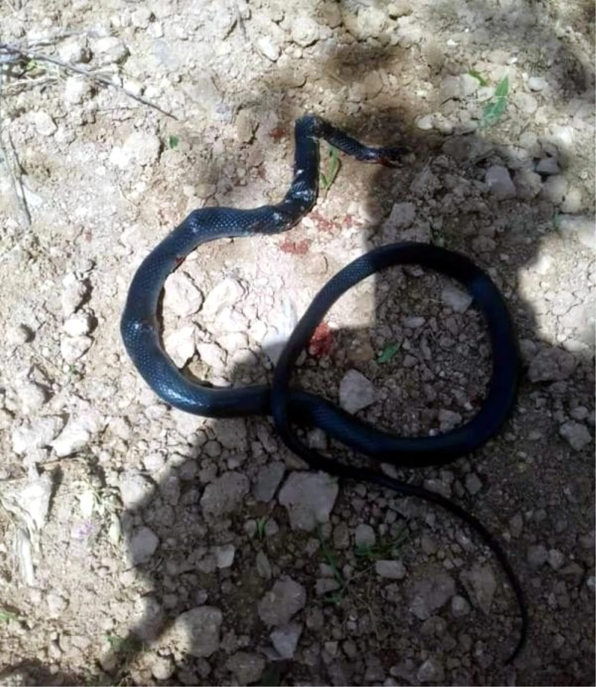 Şahmeran\'da 2 metrelik yılan ortaya çıktı