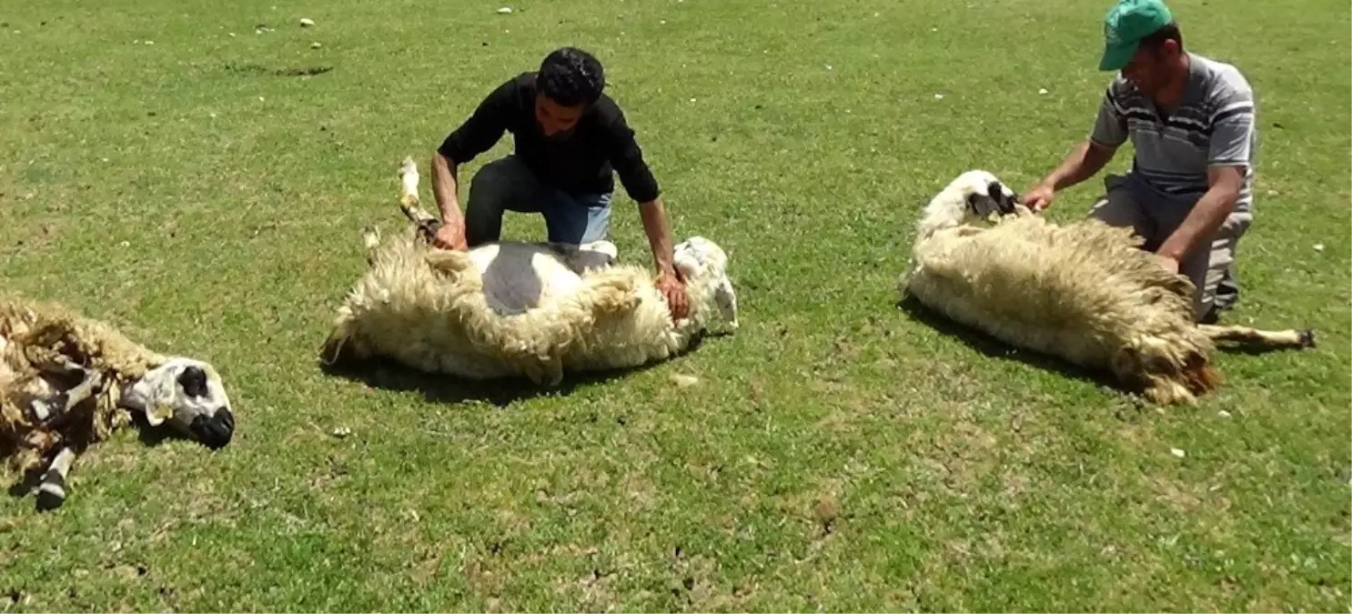 Sıcaktan bunalan koyunları kırparak rahatlatıyor