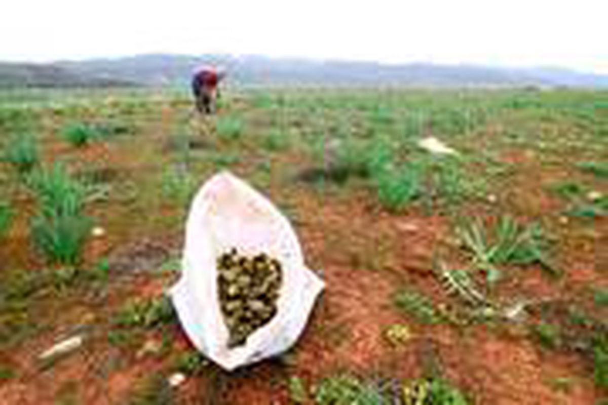 Şifa kaynağı kengerin doğadan sofralara zahmetli yolculuğu