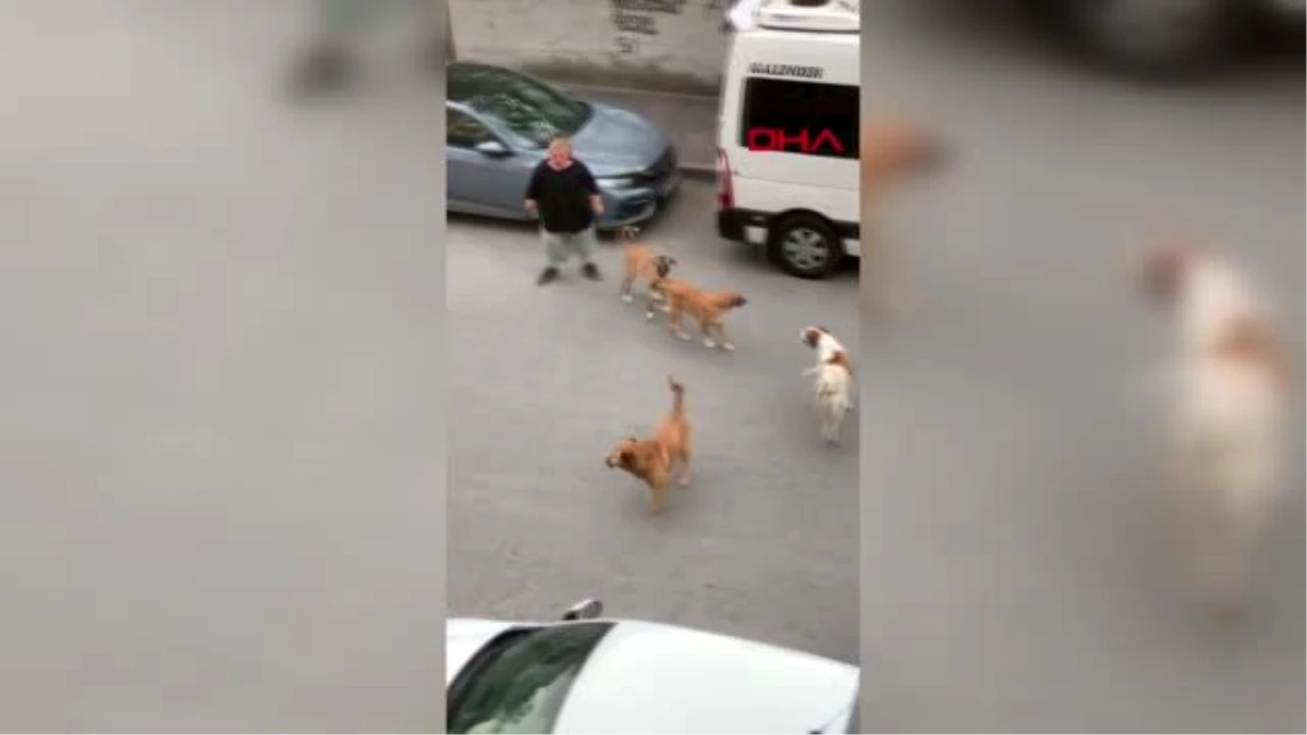 SULTANGAZİ\'DE BAŞIBOŞ KÖPEK KORKUSU DEVAM EDİYOR