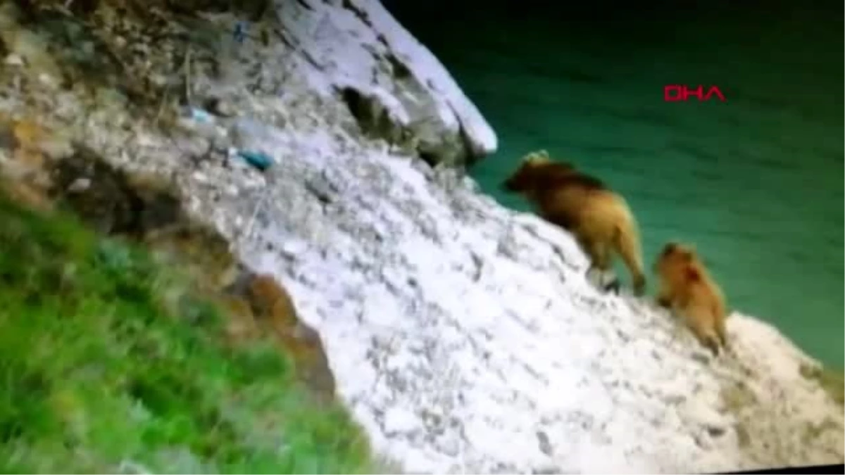 ERZURUM Çoruh Nehri\'nde su içen boz ayılar vatandaşlar tarafından görüntülendi