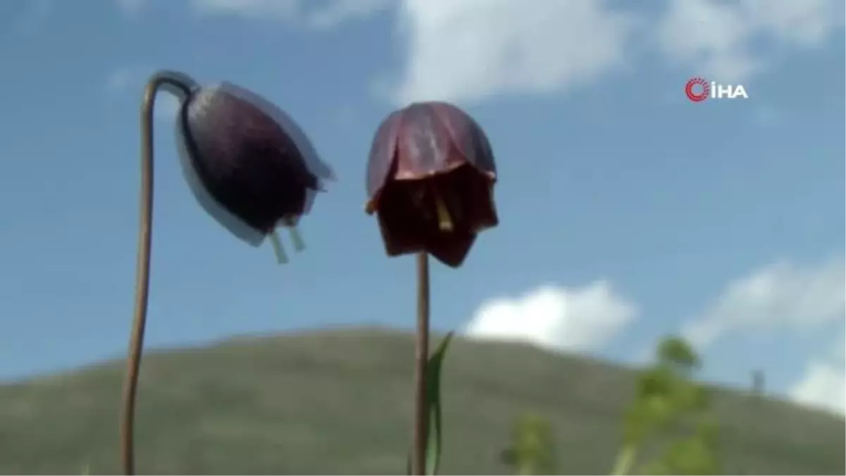 Erzurum dağlarında ters laleler açtı