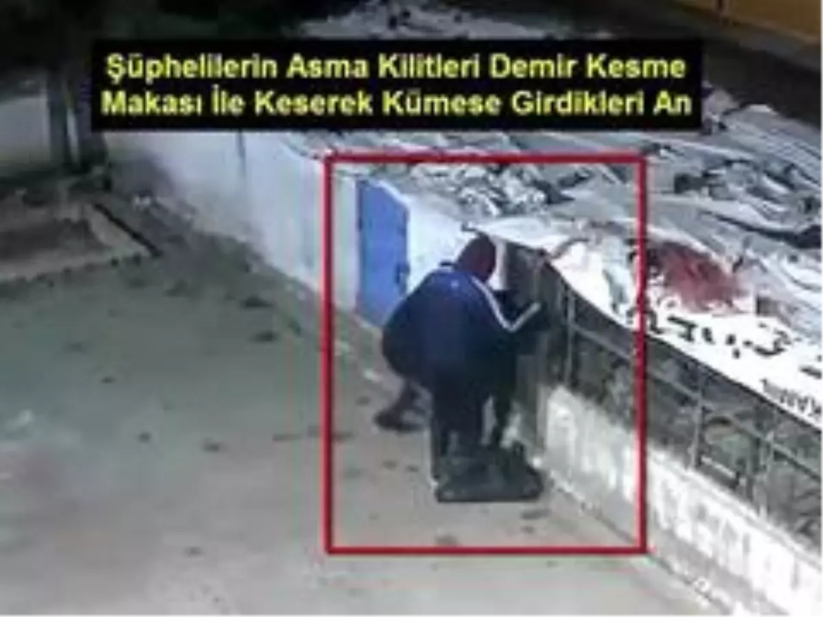 Güvercin hırsızları kameralara yakalandı