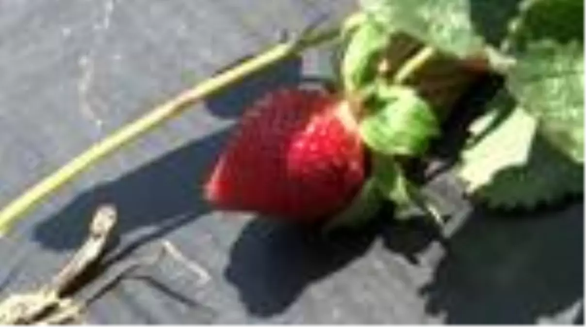 Hatay\'ın zeytin üretimiyle ünlü Altınözü ilçesinde çiftçiler, alternatif olarak çilek tarımına...