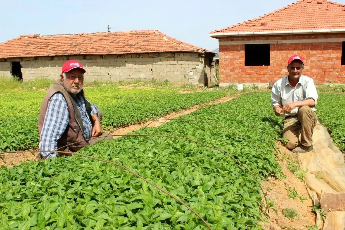 Manisa çiftçisi kapya biberine yöneldi