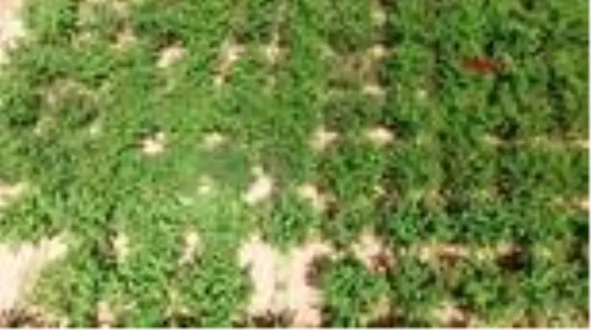 MANİSA Tarım işçisi kadınların 40 derece sıcakta zorlu mesaisi