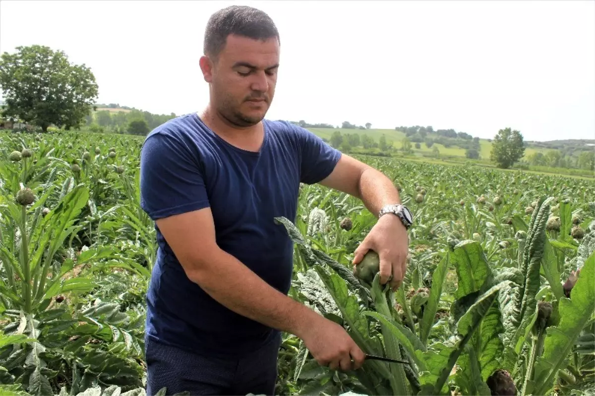 Kapış kapış satılan Hasanağa enginarları, üreticisine dönümünden 15 bin lira kazandırıyor