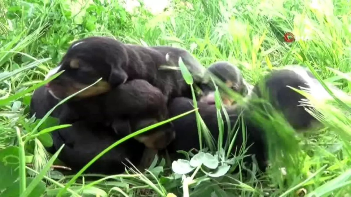 Poşetin içerisinde ölüme terk edilen köpek yavruları son anda kurtarıldı