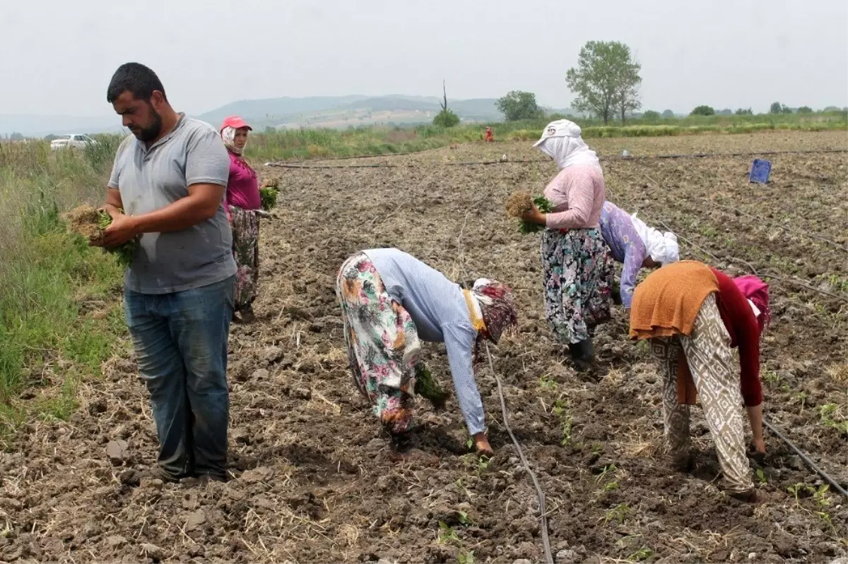 Tarım işçilerinin aşırı sıcaklarla zorlu sınavı