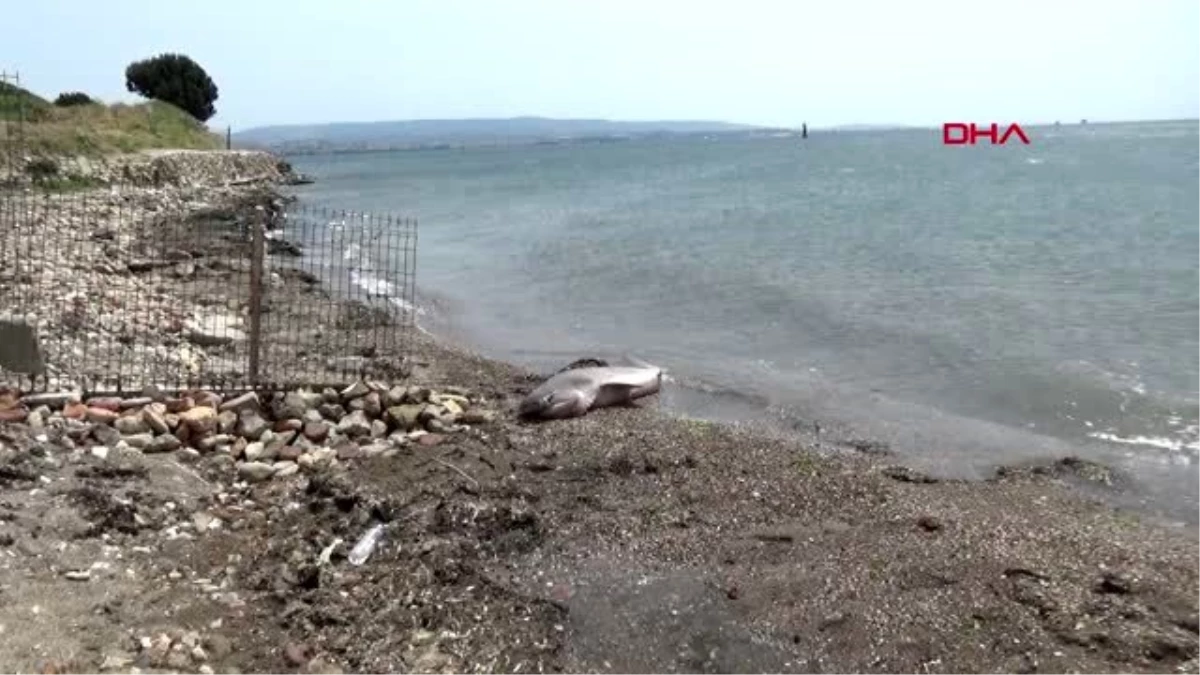 Çanakkale\'de 2 metrelik köpek balığı sahile vurdu