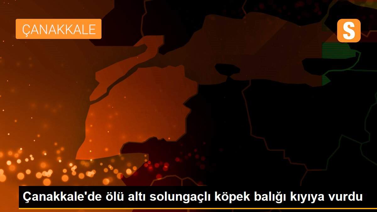 Çanakkale\'de ölü altı solungaçlı köpek balığı kıyıya vurdu