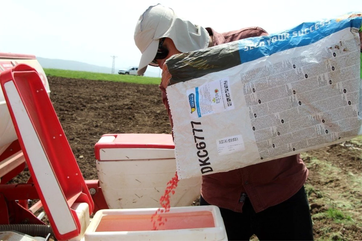 Çiftçiler, Ramazan ayında sıcak ve Covid-19\'a rağmen tohumları toprakla buluşturuyor