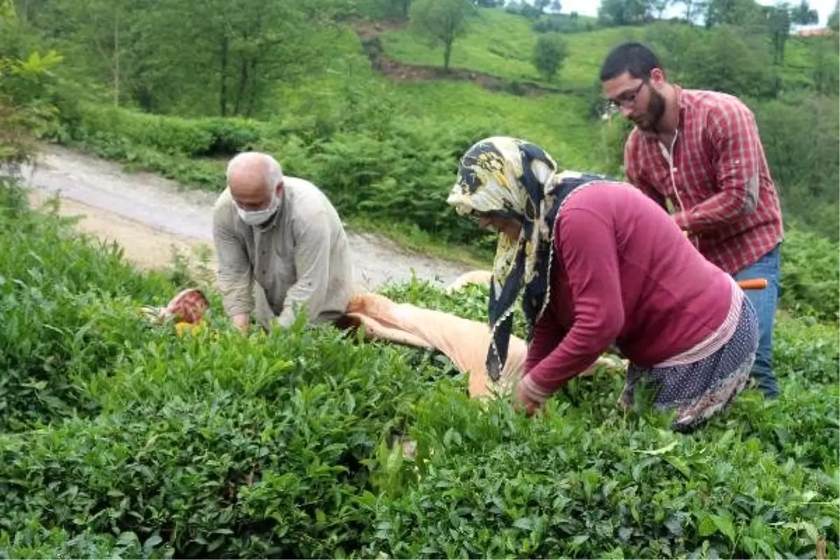 Doğu Karadeniz\'de yaş çay hasadı başladı