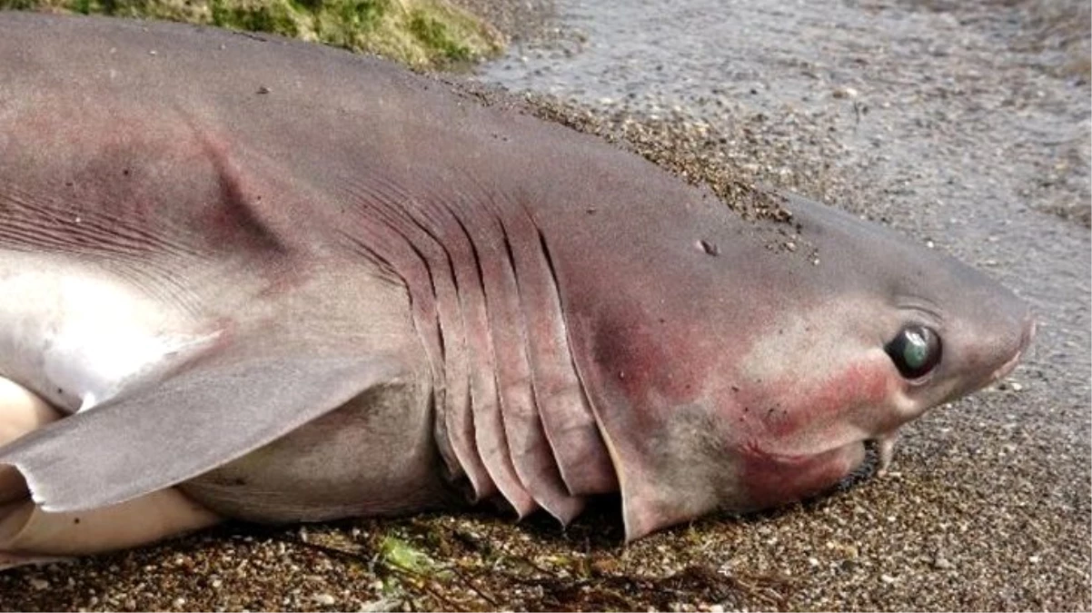 Kırmızı listeyle koruma altına alınan köpek balığı sahile vurdu