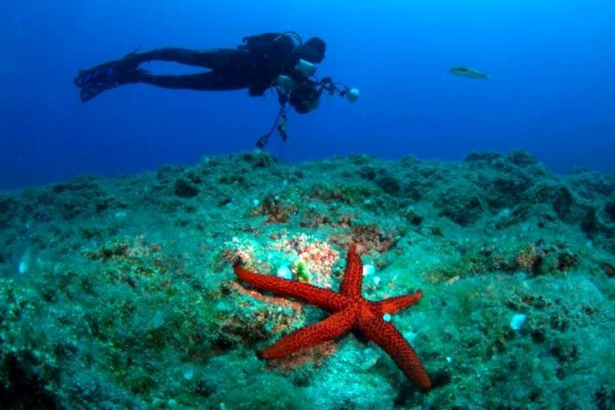 19. Uluslararası Kemer Sualtı Günleri sona erdi