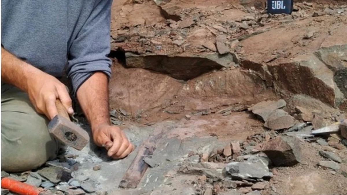 Arjantin\'de 10 metrelik dev dinozor fosili bulundu