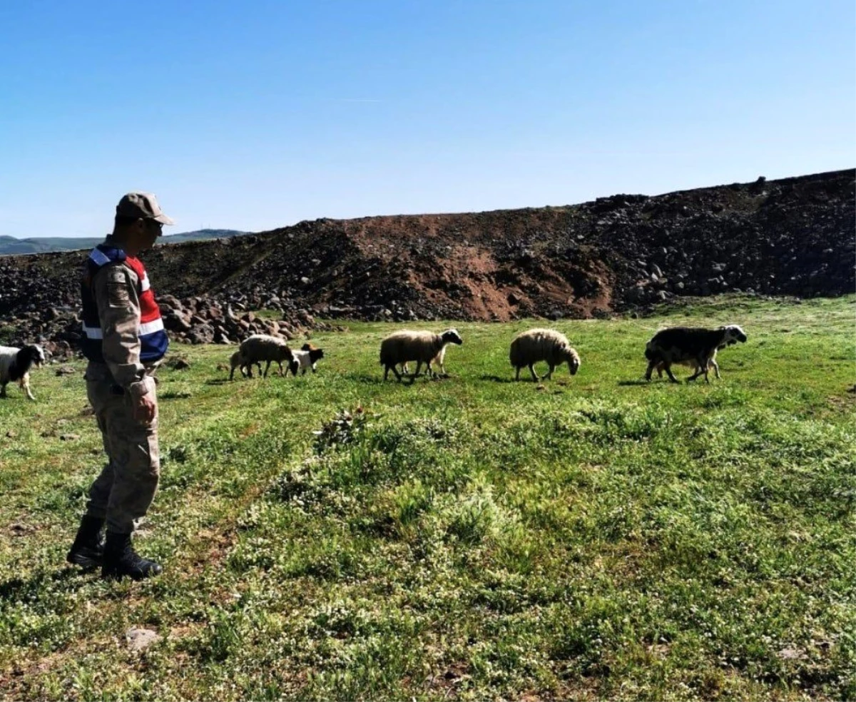 Elazığ\'da kayıp koyunlar 9 saat sonra bulundu
