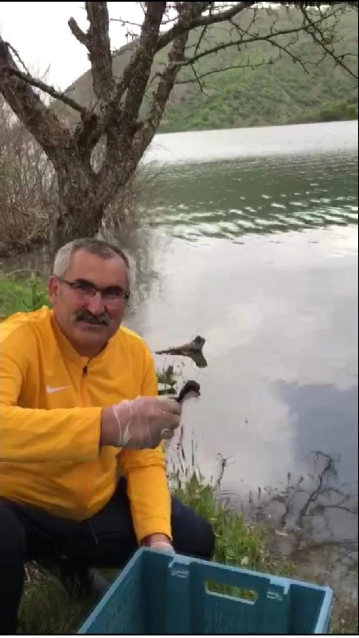 Kanala düşen yavru ördekleri Belediye Başkanı kurtardı