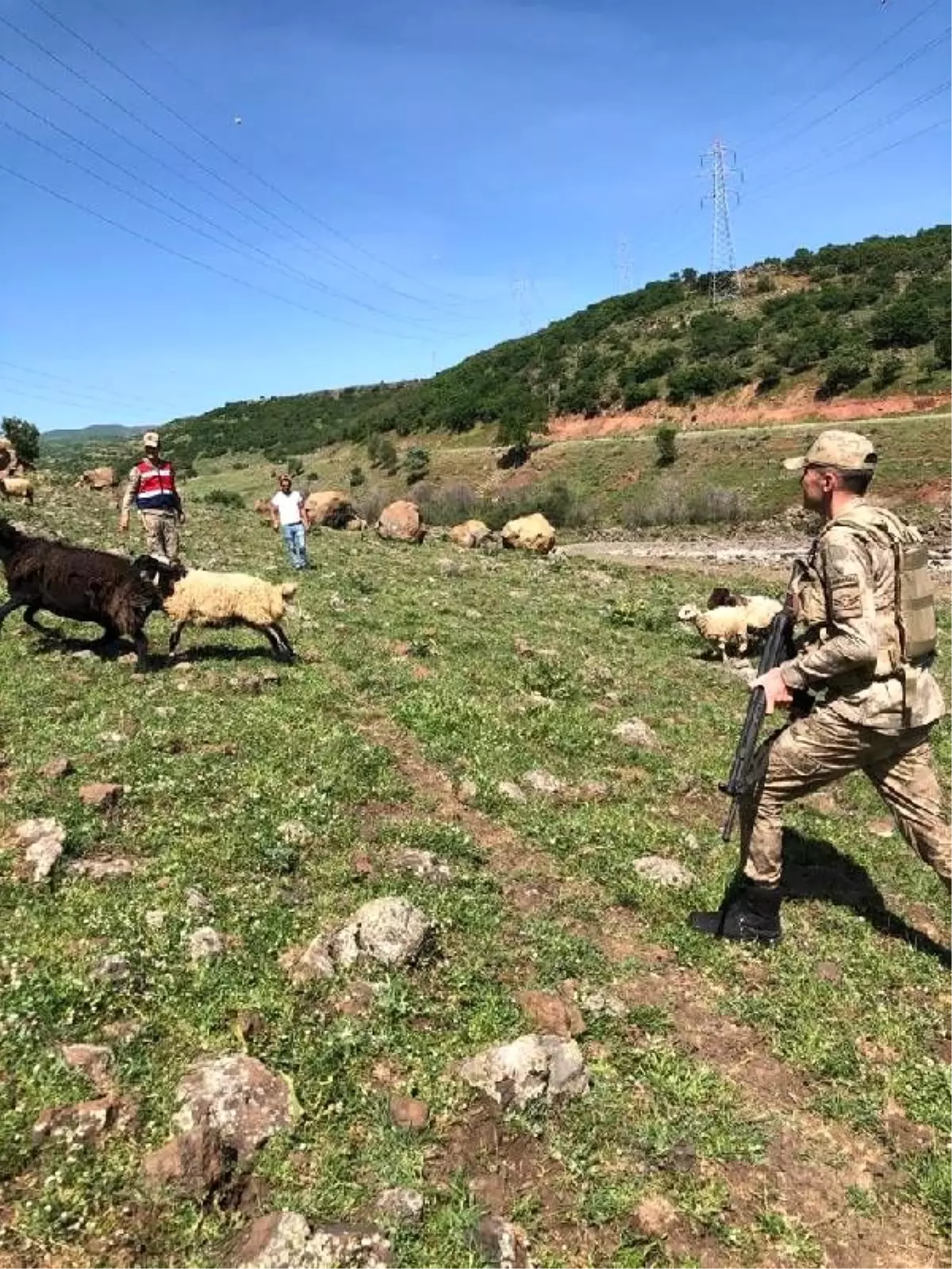 Kaybolan 9 küçükbaş hayvanını jandarma buldu