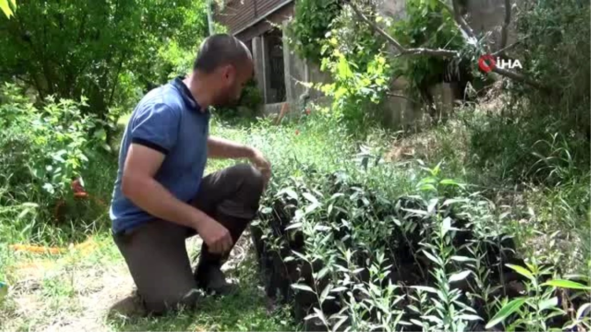 Kendisini ağaçlara adadı...Okullara fidan dikip gözü gibi bakıyor