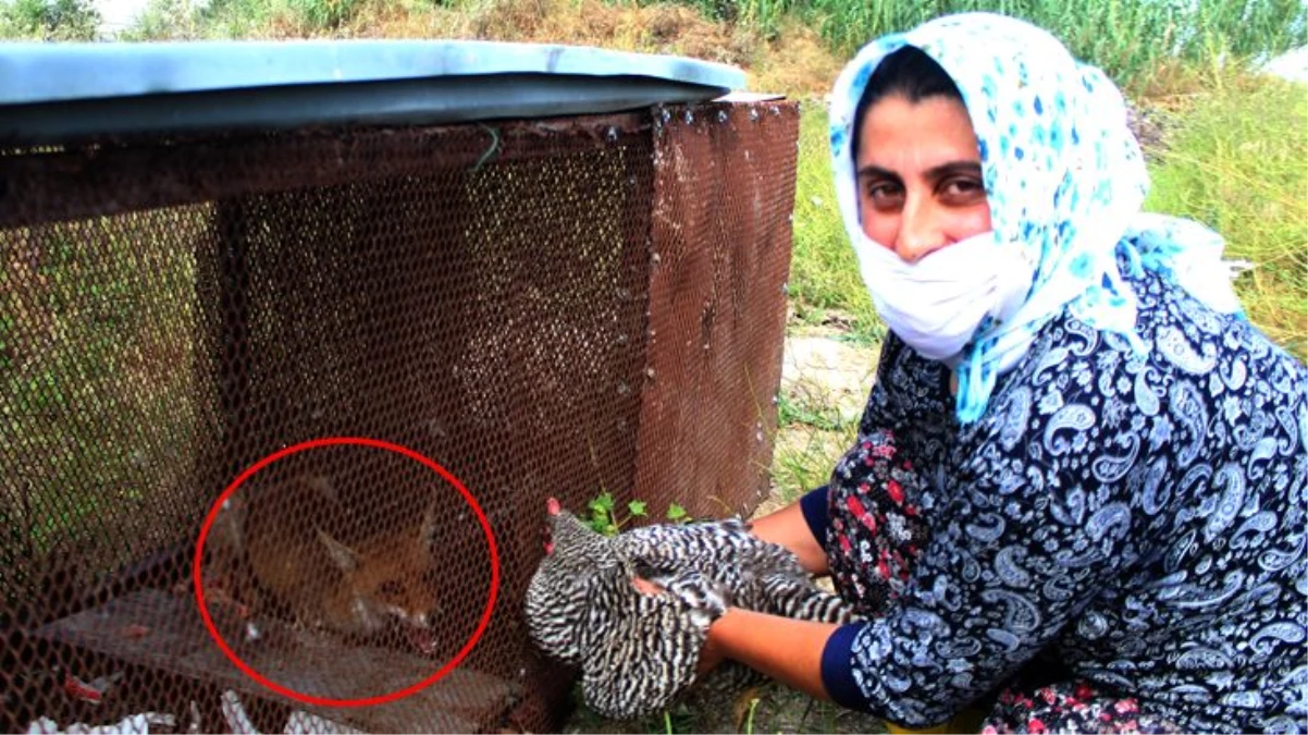 150 tavuğu telef eden tilki, "Battal Gazi" taktiğiyle yakalandı