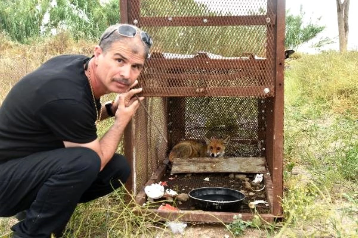 150 tavuğunu telef eden tilkiyi, özel düzenekle yakaladı