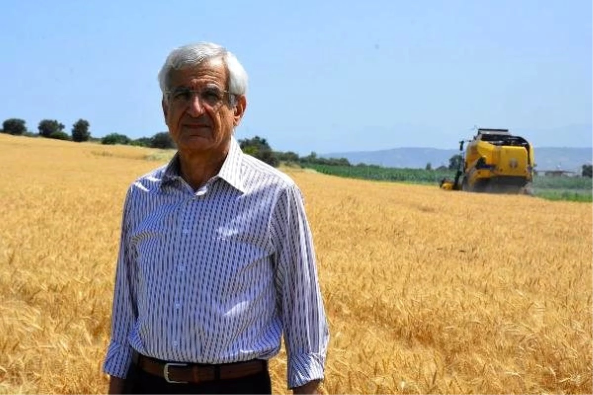 Arsuz\'da 2 bin yıllık ata tohumu buğdayı hasadı