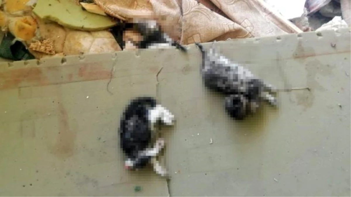 Öğrenciler biberonla besledikleri yavru kedileri başı kesilmiş halde buldu