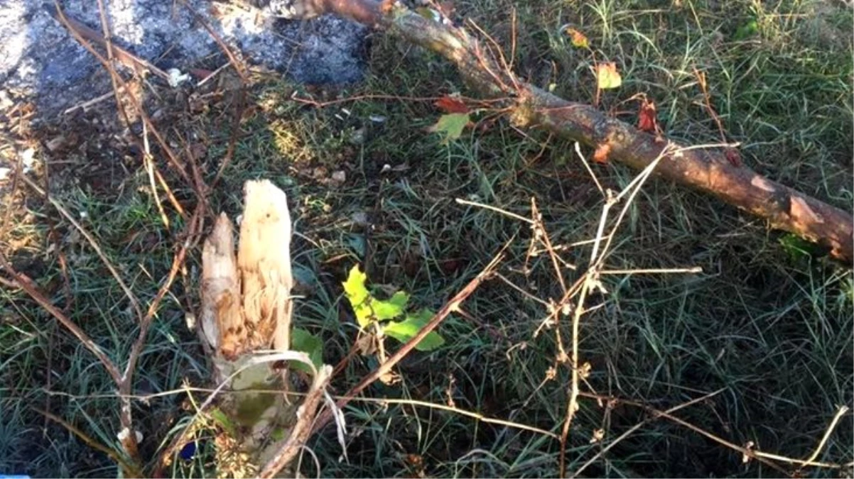 Bilecik\'te kestiği ağacın altında kalan kişi öldü