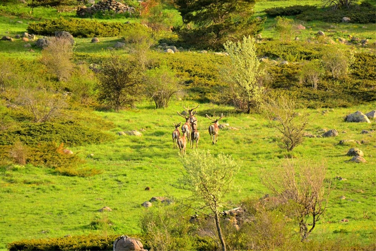 Bolu\'da geyik sürüsü doğal yaşamlarında görüntülendi