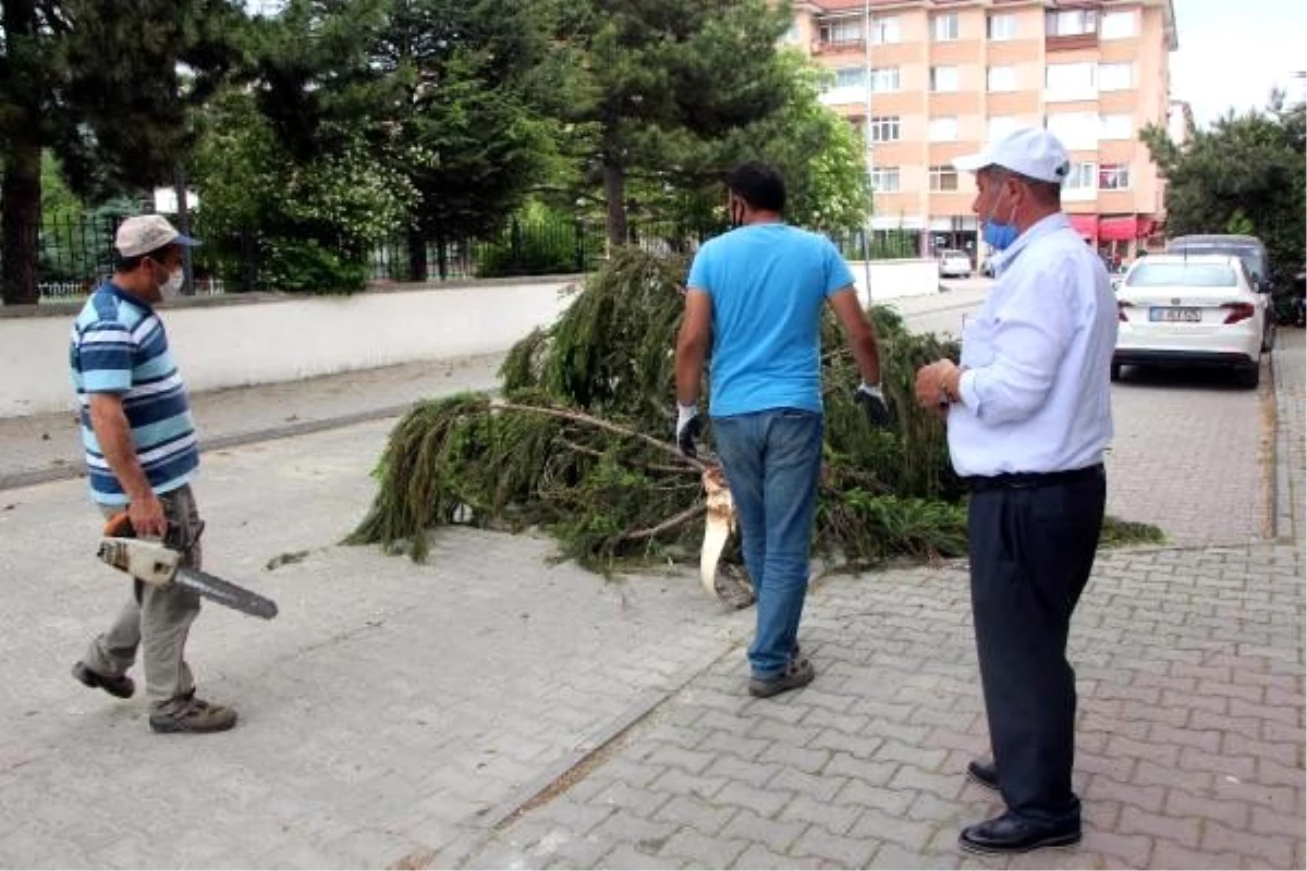 Bolu\'da rüzgar ağacın dalını kırdı