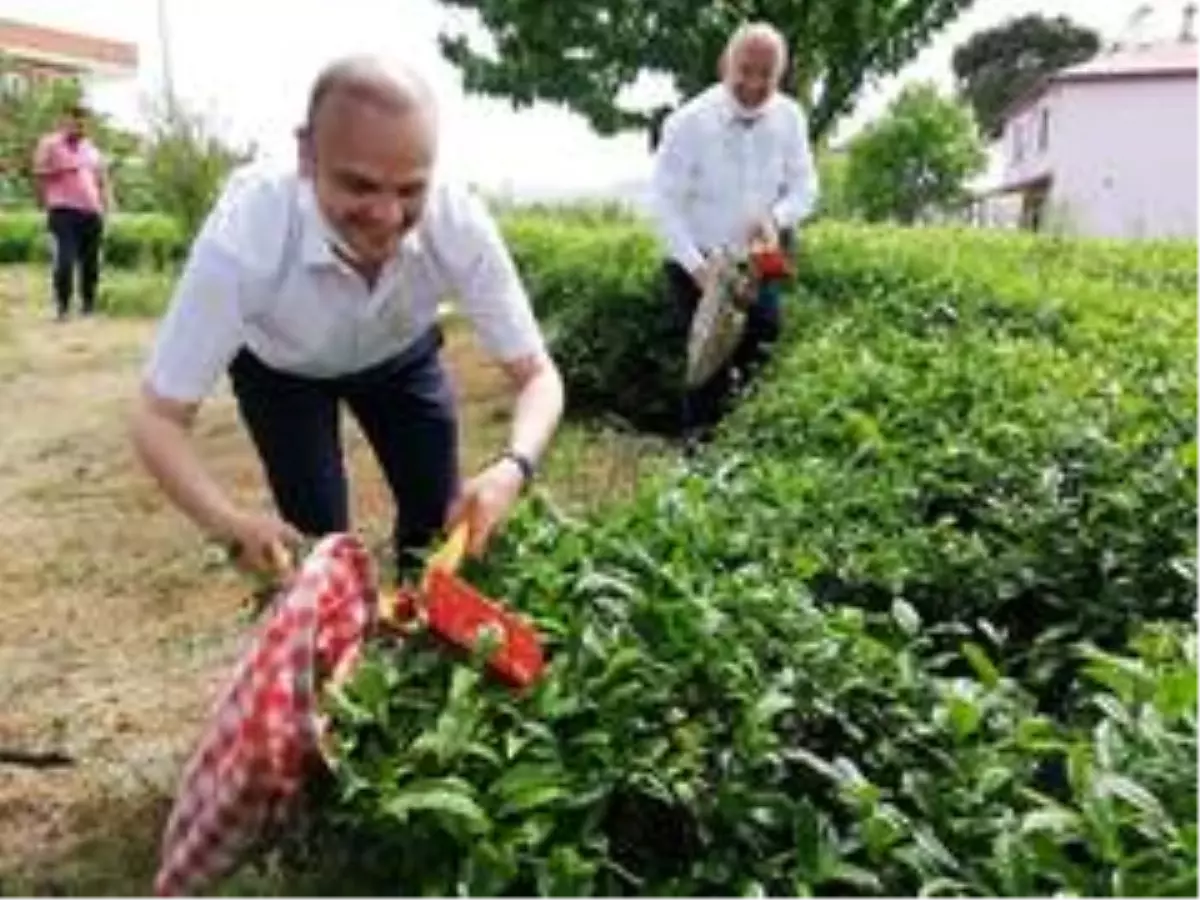 CHP Giresun Milletvekili Tığlı, yaş çay fiyatını iyi buldu, kotayı eleştirdi