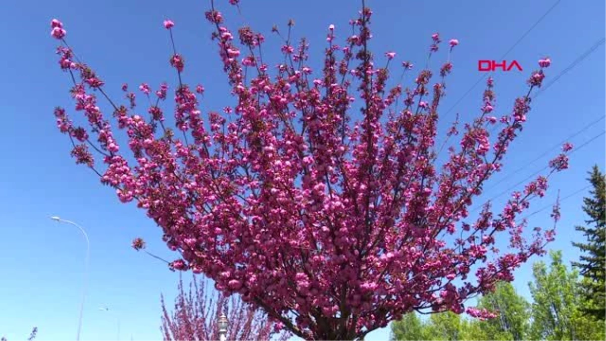 KONYA Kyoto\'yla kardeş şehir olan Konya\'daki parklarda yüzlerce sakura ağacı var