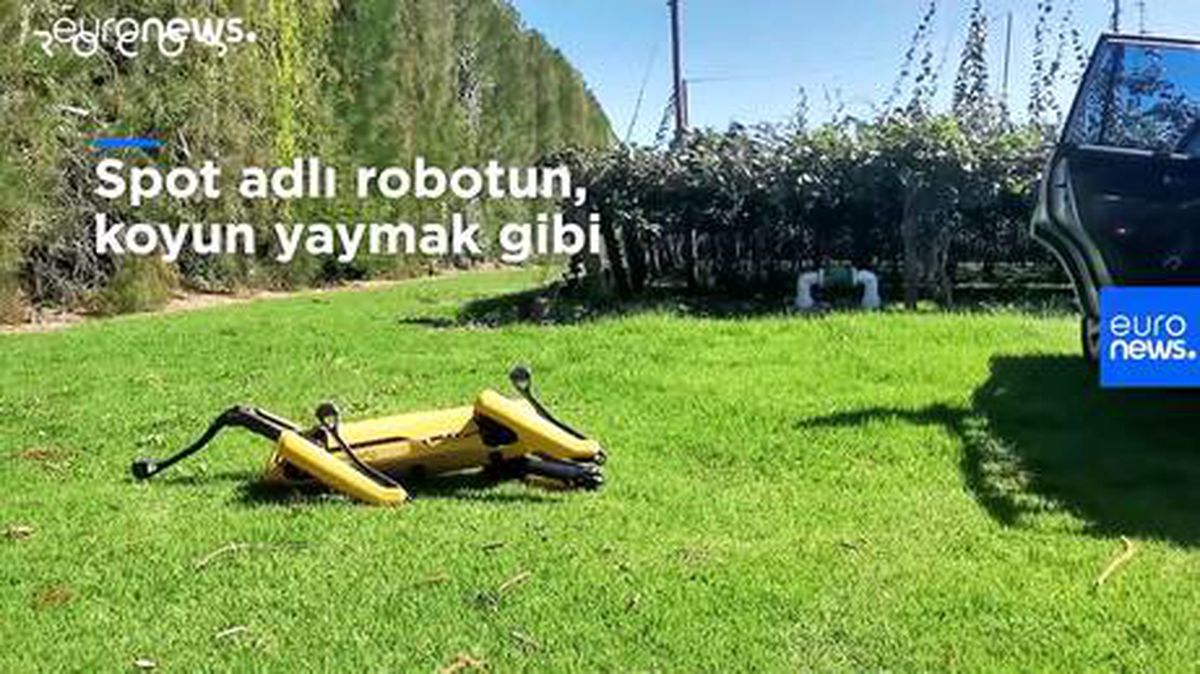 Yeni Zelandalı şirket, robot çoban köpeği geliştirdi