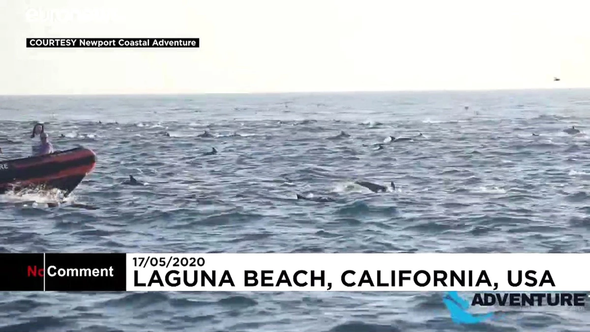 ABD\'nin Kaliforniya açıklarında yüzlerce yunusun dalgalarla yarışı kamerada