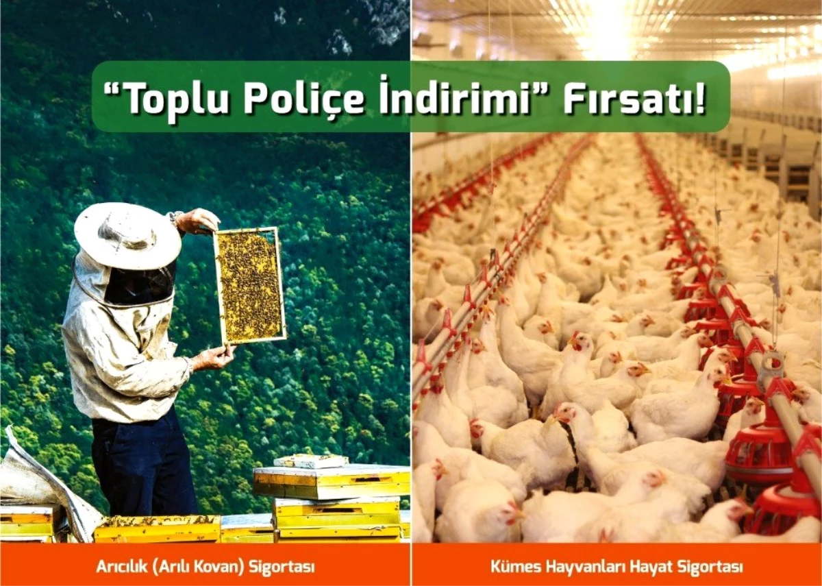 Arı yetiştiricileri ve kanatlı hayvan üreticilerine \'toplu poliçe indirimi\' fırsatı